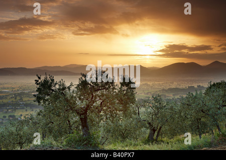 Un olivar con vistas a Bevagna y Val di Spoleto al amanecer, Umbría.
