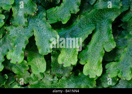 Agrimonia (Marchantia polymorpha) con cuerpos de fructificación