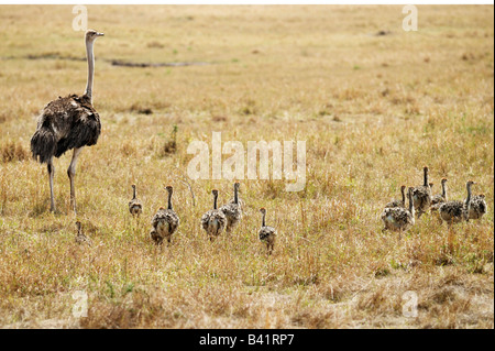 El avestruz Struthio camelus madre con jóvenes Masai Mara Kenia África Foto de stock