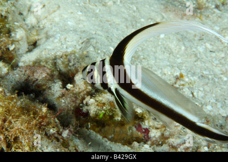 Tambor manchada juvenil peces nadando en los arrecifes de coral. Foto de stock