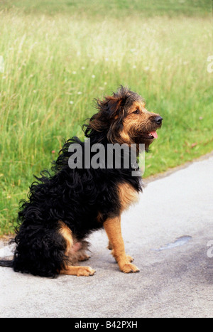 Zoología / animales, mamíferos mamíferos /, perros (Canis lupus familiaris), perro de raza mixta, de un año de edad, sentado, vista lateral, lateral v Foto de stock