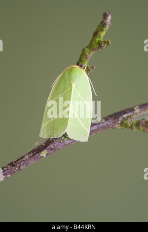 Líneas de plata escasos Bena bicolorana polilla adulta en reposo sobre una ramita Foto de stock
