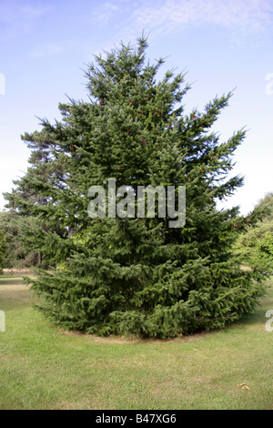 Oregon Douglas-fir o costa-abeto de Douglas, Pseudotsuga menziesii, Pinaceae, Norteamérica y México