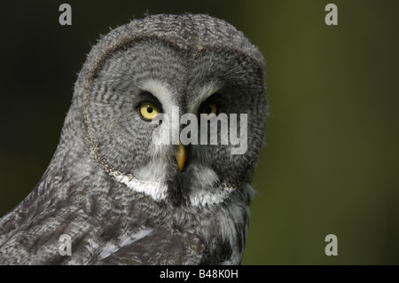 Bartkauz Gran Búho gris Laponia Owl Strix nebulosa Foto de stock