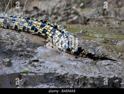El cocodrilo de agua salada (Crocodylus porosus) cola en la orilla del Río Kinabatangan, Sabah, Borneo, Malasia Foto de stock