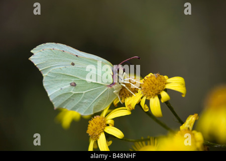 Brimstone Butterfly Gonepteryx rhamni alimentación hembra Foto de stock