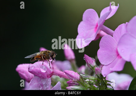 Eristalis tenax, una dronefly o hoverfly, sentado en phlox cubiertos en gotas Foto de stock