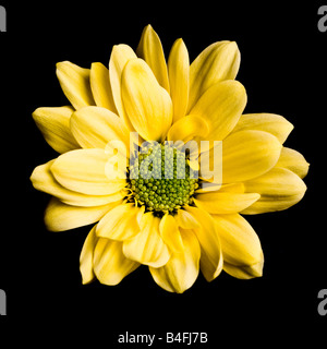 Planta Gardenia con flor amarilla Fotografía de stock - Alamy