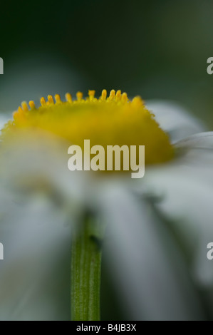 Ojo de Buey daisy Leucanthemum vulgare Compositae: Black-eyed Susan; amarillo o Daisy. Foto de stock