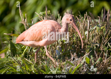 Ibis Escarlata Eudocimus ruber Ibis Escarlata Eudocimus ruber