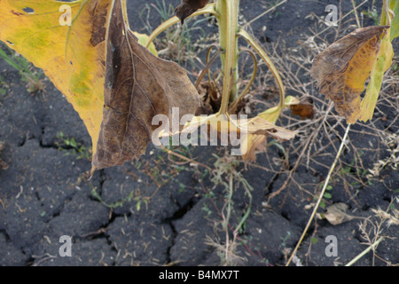 El calentamiento global resultante en la producción de girasol cosecha fallida en el sur de Bulgaria Foto de stock