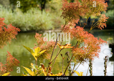 Colores de otoño en los jardines Wisley Foto de stock