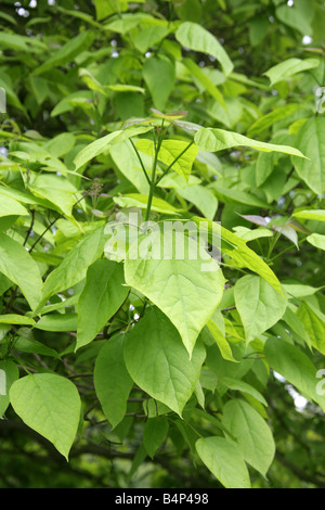 Las hojas del árbol Catalpa norteña, Catalpa speciosa, Bignoniaceae, Oriente y el norte de EE.UU. Foto de stock