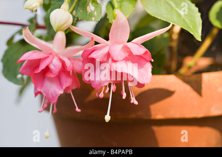 Un primer plano de Las flores De Fuchsia 'Kit Oxtoby' En maceta de pared de terracota a mediados de otoño en Sussex, Inglaterra, Reino Unido Foto de stock