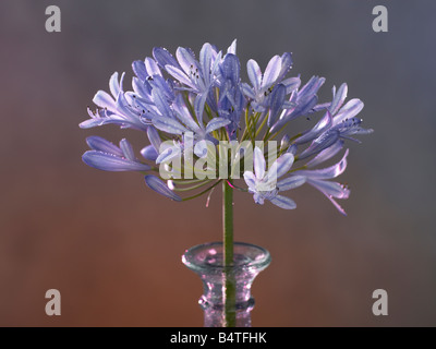 Agapanto fotografías e imágenes de alta resolución - Alamy