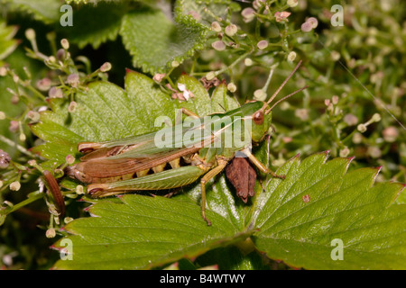 Common Green grasshopper hembra viridulus Omocestus Acrididae UK Foto de stock