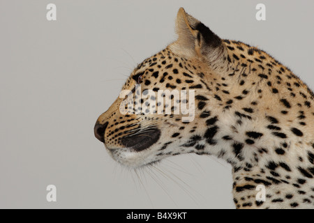 Cerca de Leopard Foto de stock