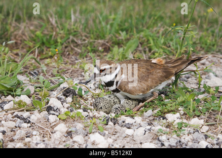 Killdeer Charadrius vociferus adulto en el nido con huevos Sinton Corpus Christi Coastal Bend Texas USA Foto de stock