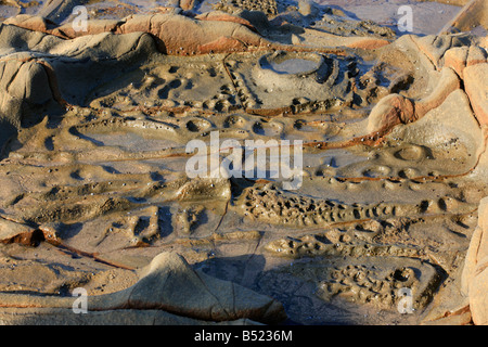 Las rocas con fósiles, Costa Salvaje, Sudáfrica Foto de stock