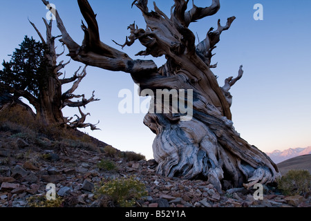 Amanecer, bosque de pinos bristlecone en las Montañas Blancas