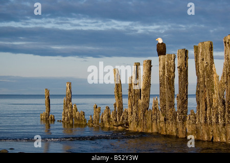 El águila calva encaramado sobre pilotes de madera vieja en la playa Homer Spit Península Kenai de Alaska a principios de verano Foto de stock