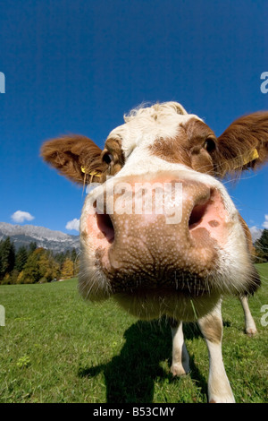 Cerca de una vaca en un campo en un día soleado Foto de stock