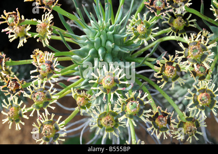 Cyathia o 'false' flores de Euphorbia caput-medusae Foto de stock