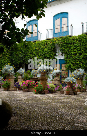Macetas en un patio jardín Mediterráneo parte de la Fiesta de los Patios, Córdoba Andalucía España. El concurso de los patio Foto de stock