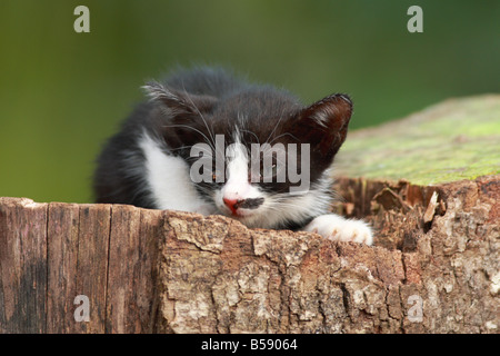 El pequeño gatito jugando en el patio de recreo. Foto de stock