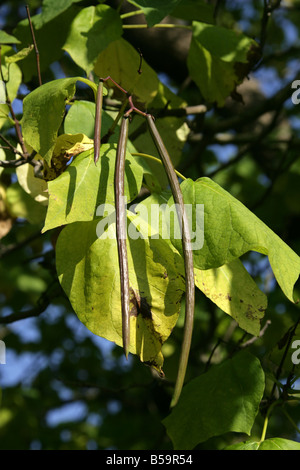 India, Árbol Catalpa bignonioides Bean, Bignoniaceae. Sudeste de Estados Unidos de América