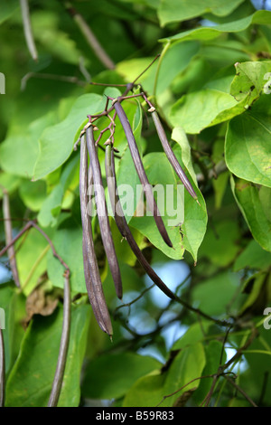 India, Árbol Catalpa bignonioides Bean, Bignoniaceae. Sudeste de Estados Unidos de América