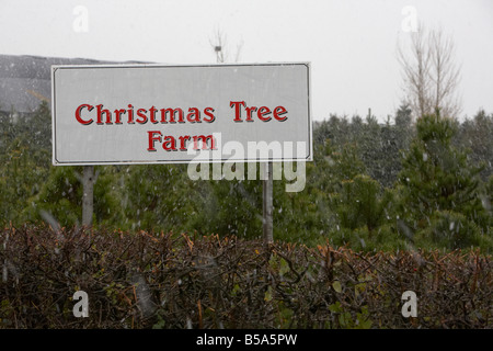 Granja de árboles de Navidad en la nieve, Condado de Antrim Reino Unido Irlanda del Norte Foto de stock