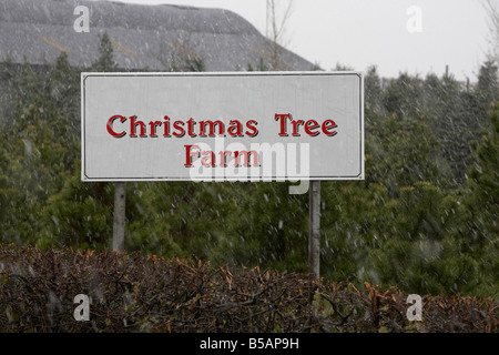 Granja de árboles de Navidad en la nieve, Condado de Antrim Reino Unido Irlanda del Norte Foto de stock