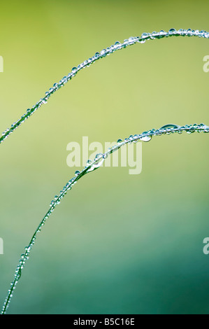 Gotas de rocío sobre la hierba en el campo indio. La India. Resumen de macro Foto de stock