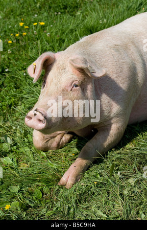 Sau Landrasse cerdo doméstico femenino Sus scrofa domestica en una granja orgánica Foto de stock
