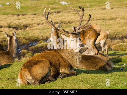 Ciervo rojo (Cervus elaphus) macho con las hembras durante la rutina Foto de stock
