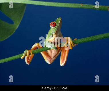 Red eyed Tree Frog Agalythnis callidryas América del Sur Foto de stock