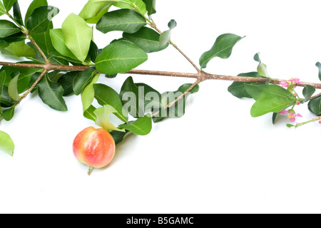 Acerola cherry sobre fondo blanco. Foto de stock