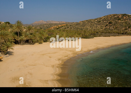 Palmera Phoenix theophrastii cretense creciente, en la costa de Vai, Vai Bay Creta Foto de stock
