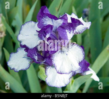 Iris único 'Negrita' Foto de stock
