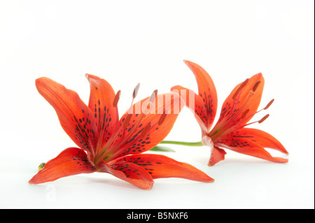 Azucena roja sobre un fondo blanco Fotografía de stock - Alamy