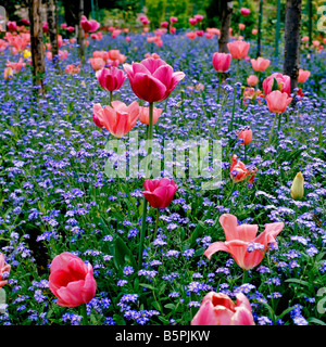 Tulipanes y no me olvidéis en el jardín de Monet en Giverny Foto de stock