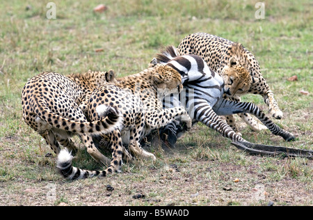 Tres cheetah matar joven zebra Foto de stock