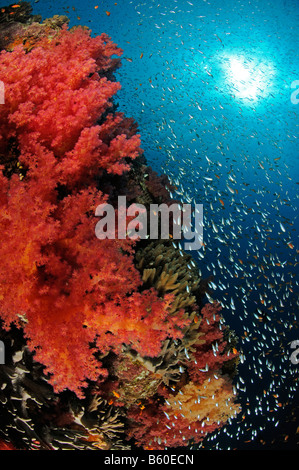 Dendronephthya sp. Corales blandos y glassfish, Mar Rojo. Foto de stock