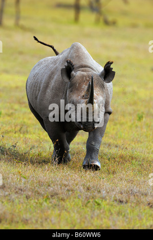 De rinoceronte negro (Diceros bicornis), carga, Sweetwater Game Reserve, Kenya, Africa.