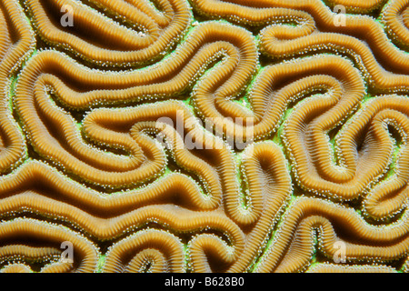 Detalle gráfico de los giros y los pólipos de coral cerebro ranurado (Diploria labyrinthiformis), Barrera de Coral, San Pedro Ambergris