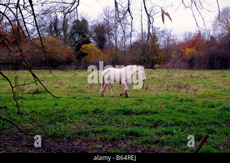 Un caballo blanco trots mediante un campo en la campiña de Surrey, Inglaterra