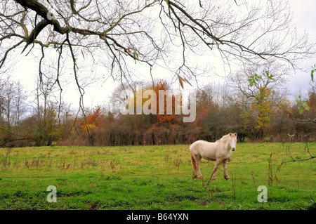 Un caballo blanco que se asoma sobre un campo en Surrey, Inglaterra