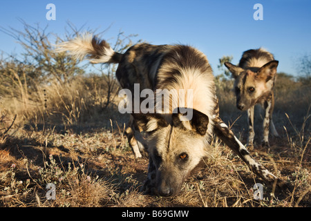 Los perros salvajes africanos Lycaon pictus Dist amenazadas el África Subsahariana Foto de stock