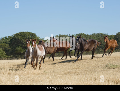 Manada de caballos cuarto de milla de los animales destetados recorren secas praderas de Texas Foto de stock